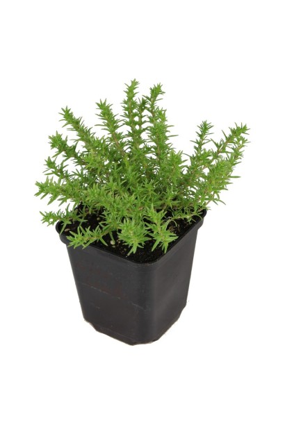 Саджанцець Флокс дугласа Лілак Клауд