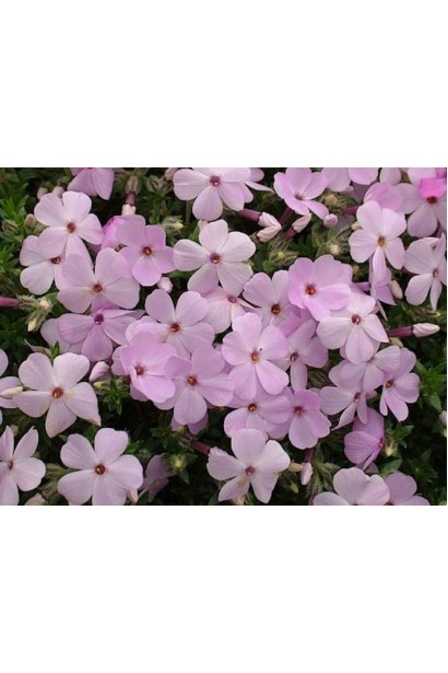 Дрібні квіти флокса дугласа з ніжними ліловими пелюстками.