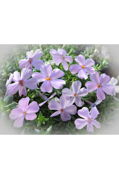 Ніжні лілові квіти флокса дугласа Лілак Клауд.