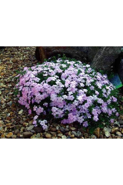 Ландшафтна прикраса з флоксом Лілак Клауд.