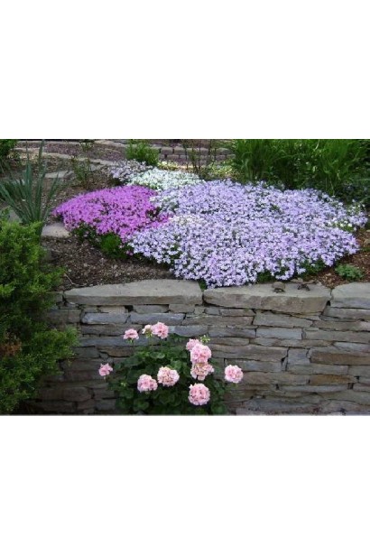 Флокс дугласа Лілак Клауд