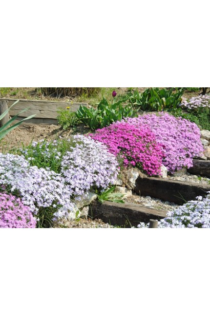 Флокс Лілак Клауд — ідеальний вибір для альпійських гірок.