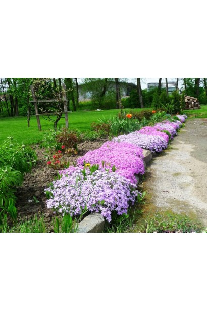 Phlox douglasii Lilac Cloud створює легкий квітучий килим.