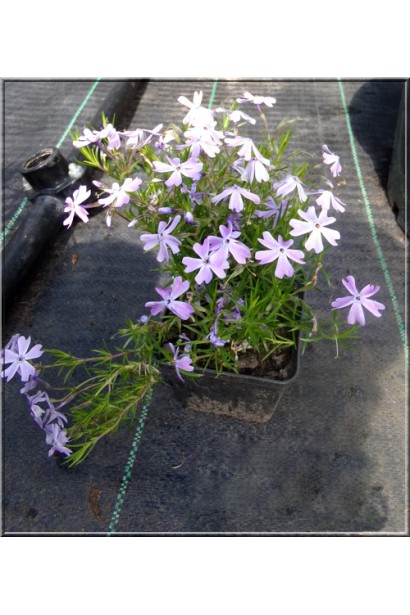 Флокс Лілак Клауд