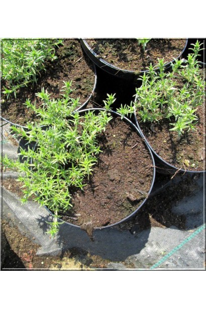 Саджанці Флокс дугласа Лілак Клауд