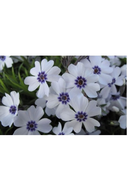 Естетичний біло-блакитний флокс Bavaria у квітучому бордюрі.