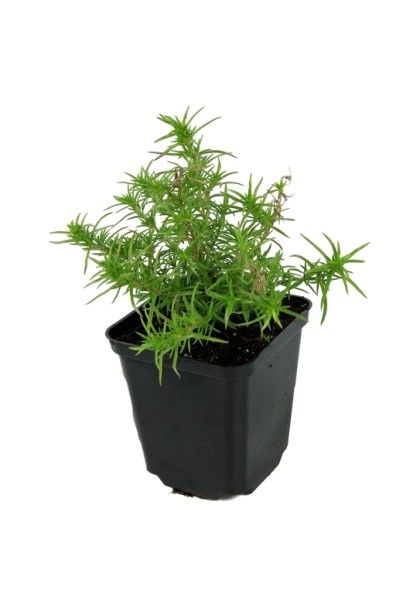 Саджанець Флокса Баварія