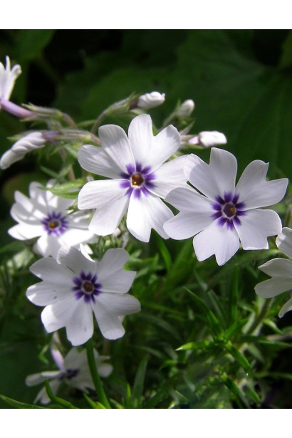 Компактний флокс шилоподібний Баварія