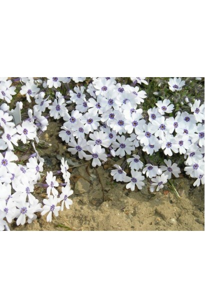 Ніжно-блакитні квіти флокса шилоподібного Баварія на клумбі.