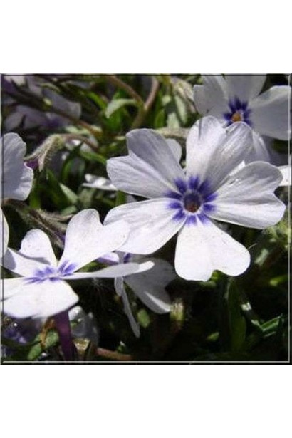 Квітучий Phlox subulata Bavaria додає саду витонченості та ніжності.