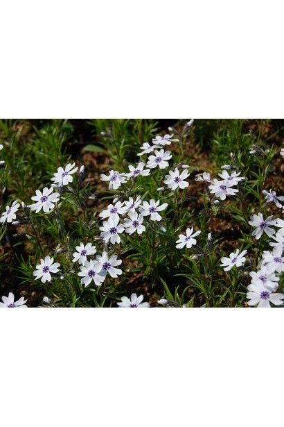 Флокс Баварія квітне килимом із біло-блакитних пелюсток.