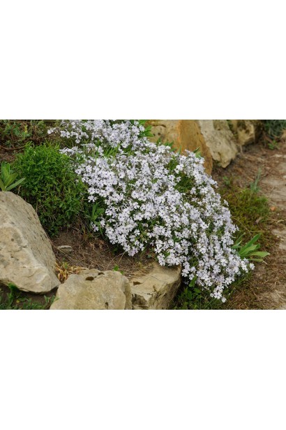 Біло-блакитний флокс шилоподібний Баварія для яскравих весняних композицій.