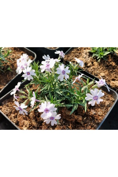 Phlox subulata Bavaria