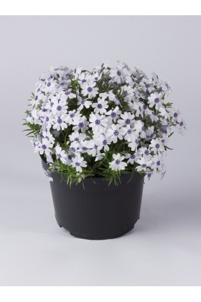 Саджанець Флокс шилоподібний Баварія