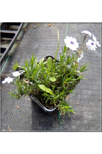 Phlox subulata Bavaria/Флокс шилоподібний Баварія