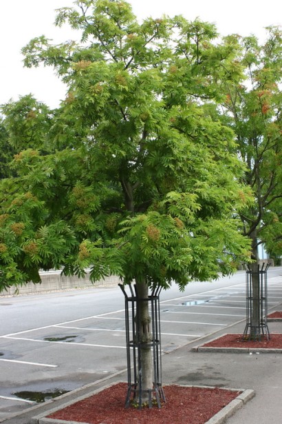 Горобина звичайна Додонг – чудовий вибір для парків