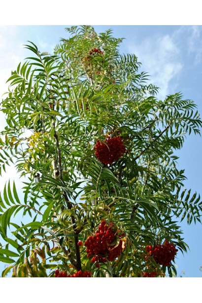 Горобина звичайна Додонг