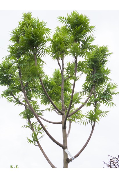 Sorbus aucuparia Dodong 