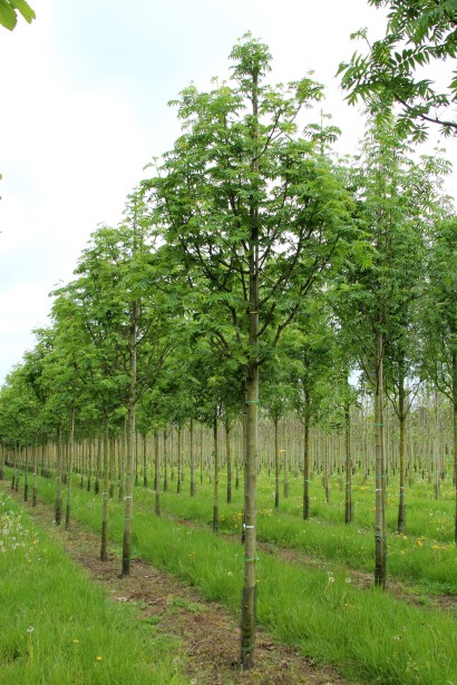 Sorbus aucuparia Dodong 