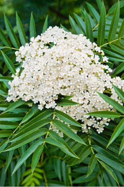 Sorbus aucuparia Dodong – дерево з білими квітами