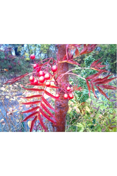 Sorbus aucuparia Dodong – гарний контраст з листям