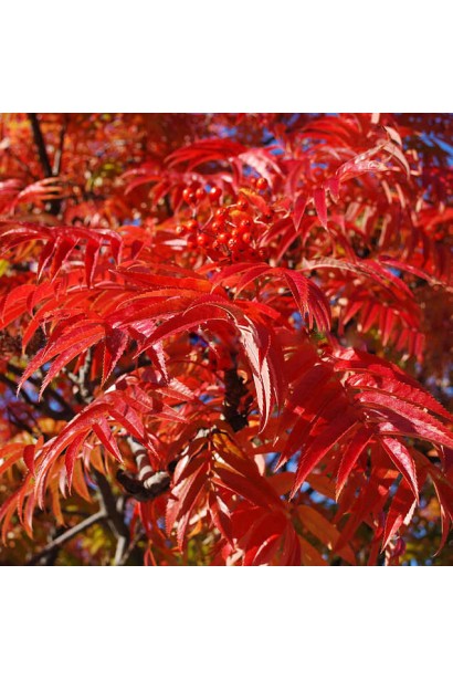 Горобина звичайна Додонг – осінні фарби в саду