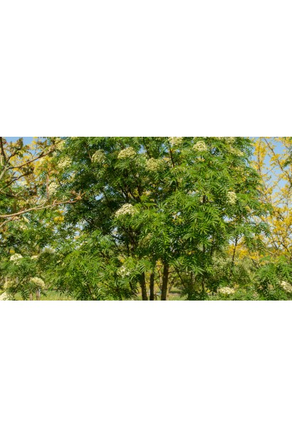 Sorbus aucuparia Dodong – декоративний акцент в саду