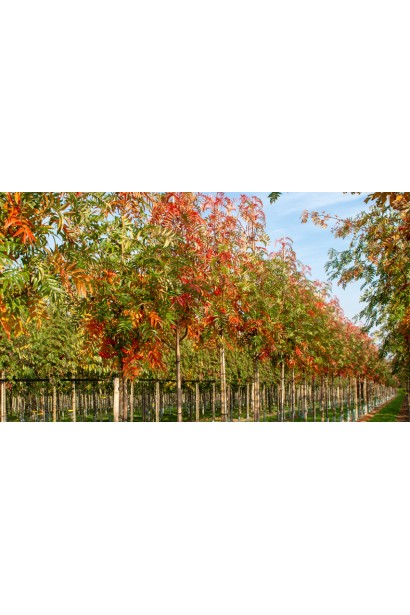 Sorbus aucuparia Dodong – гарний контраст з листям