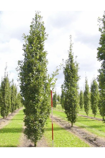 Quercus Fastigiata Koster 