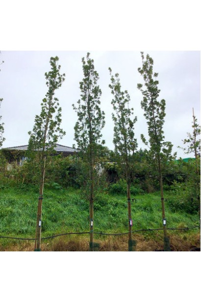 Дуб колоновидний