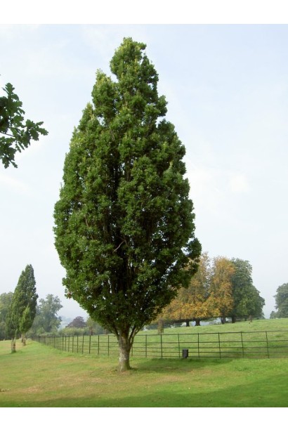 Дуб черешковий Fastigiata Koster 