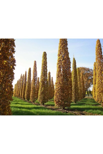 Quercus robur Fastigiata Koster 