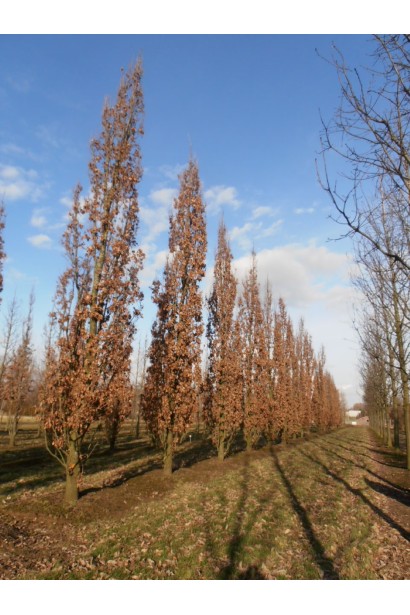 Дуб черешковий Фастігіата Костер