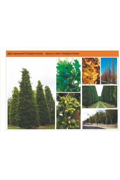 Дуб англійський Фастігіата Костер