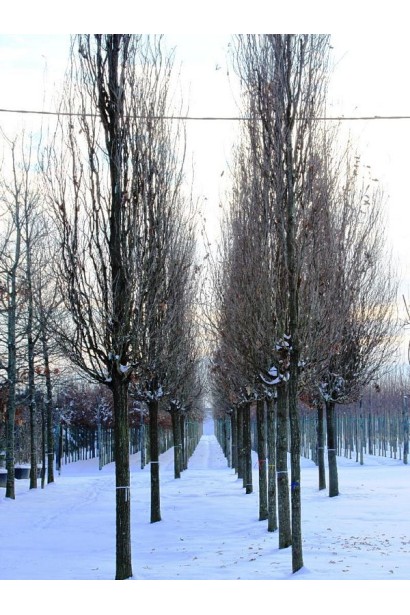 Дуб колоновидний Фастігіата Костер