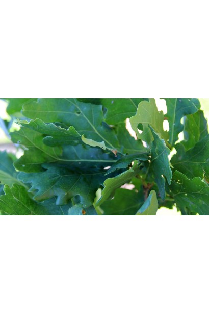 Дуб Фастігіата Костер листя