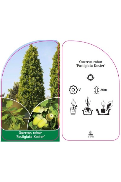 Дуб звичайний черешковий Фастігіата Костер