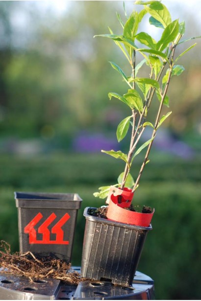 Магнолия гибридная Бетти контейнер Р9