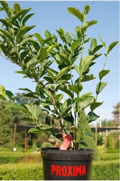 Magnolia hibrida Betty / Betti