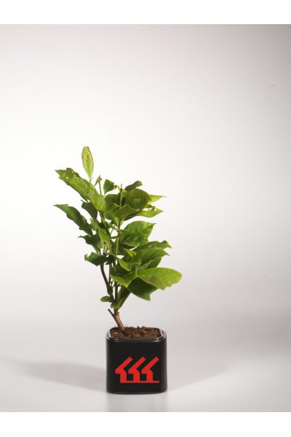 Магнолия гибридная Бетти саженец в горшке 0,5л