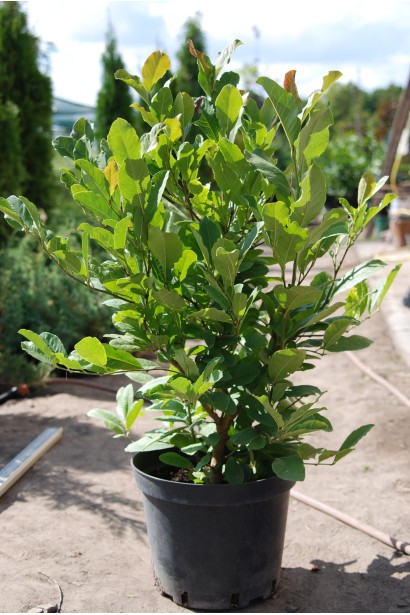 Магнолия гибридная Бетти в горшке.