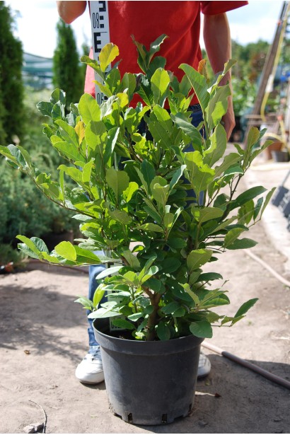 Гибридная магнолия Бетти в контейнере 5 л.