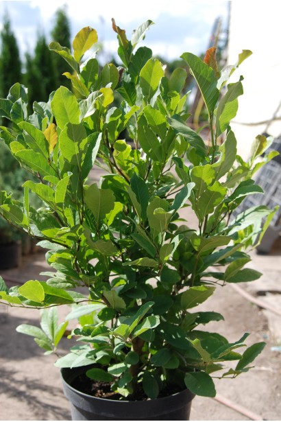 Магнолия Betty саженец