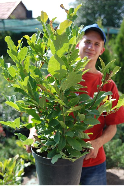 Магнолия гибридная Betty