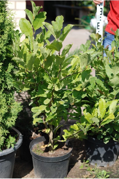 Магнолия гибридная Бетти саженцы в садовом центре