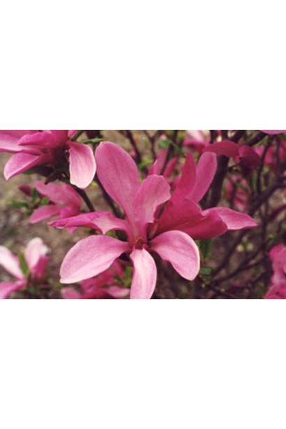 Magnolia hibrida Betti