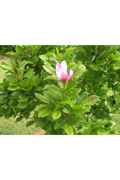 Листья и цветы магнолии Бетти