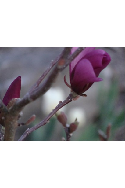 Магнолия гибридная Бетти розовая