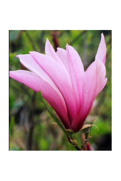 Магнолия гибридная Бетти пурпурно-розовый цветок