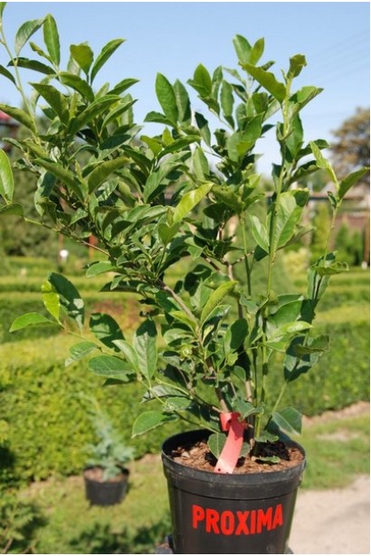 Магнолия лилиецветная Бетти